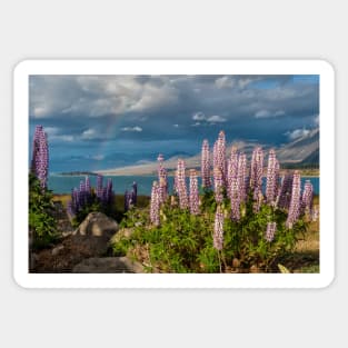 Lupins at the End of the Rainbow Sticker